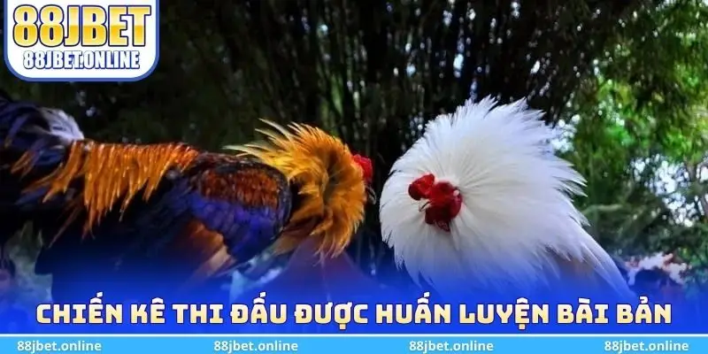 Chiến kê thi đấu được huấn luyện bài bản