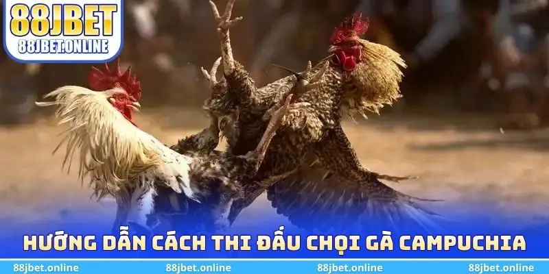 Hướng dẫn cách thi đấu chọi gà Campuchia