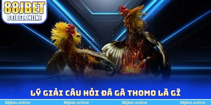 Lý giải câu hỏi đá gà Thomo là gì