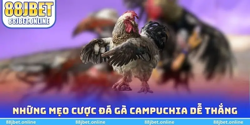 Những mẹo cược đá gà Campuchia dễ thắng