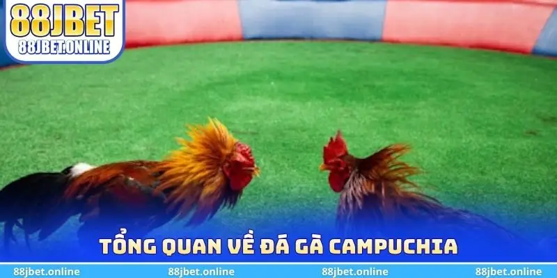 Tổng quan về đá gà Campuchia