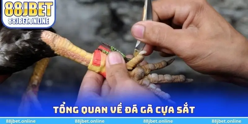 Tổng quan về đá gà cựa sắt